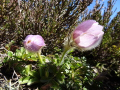 Pulsatilla vernalis