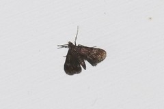 Elophila tinealis