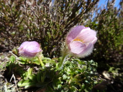 Pulsatilla vernalis