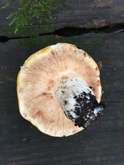 Russula ochroleucoides