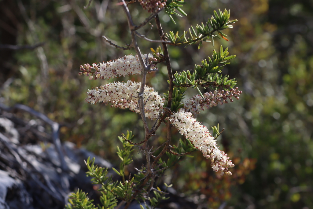 Asparagus aethiopicus