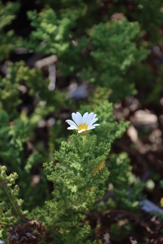 Image of Arctotis aspera by (c) Tony Rebelo, some rights reserved (CC BY-SA)