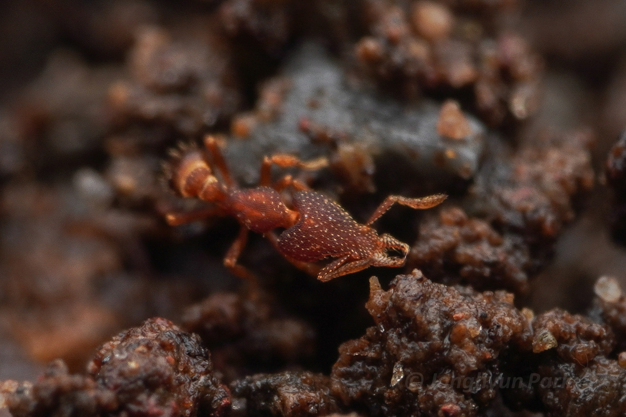 Strumigenys arrogantia