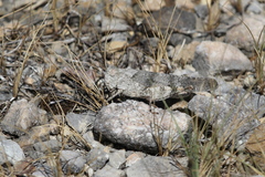 Spharagemon saxatile