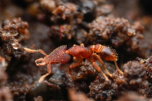 Strumigenys arrogantiaStrumigenys arrogantia