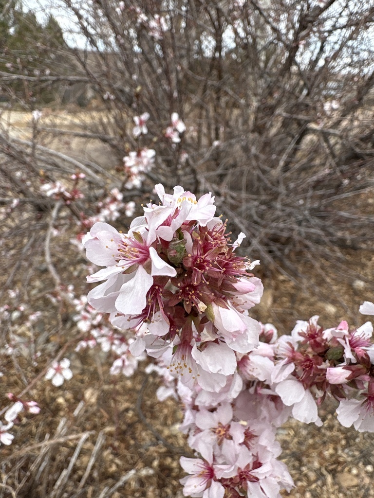 Prunus tomentosa, Cherry Creek State Park, Aurora, CO, US