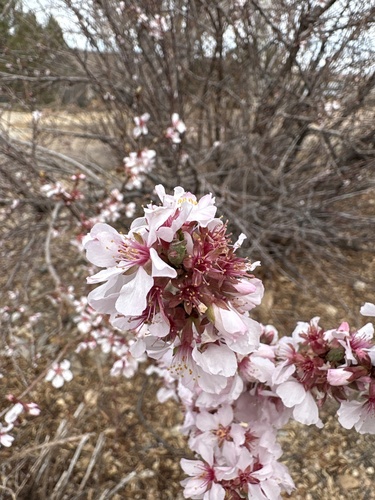 Nanking cherry (Prunus tomentosa)