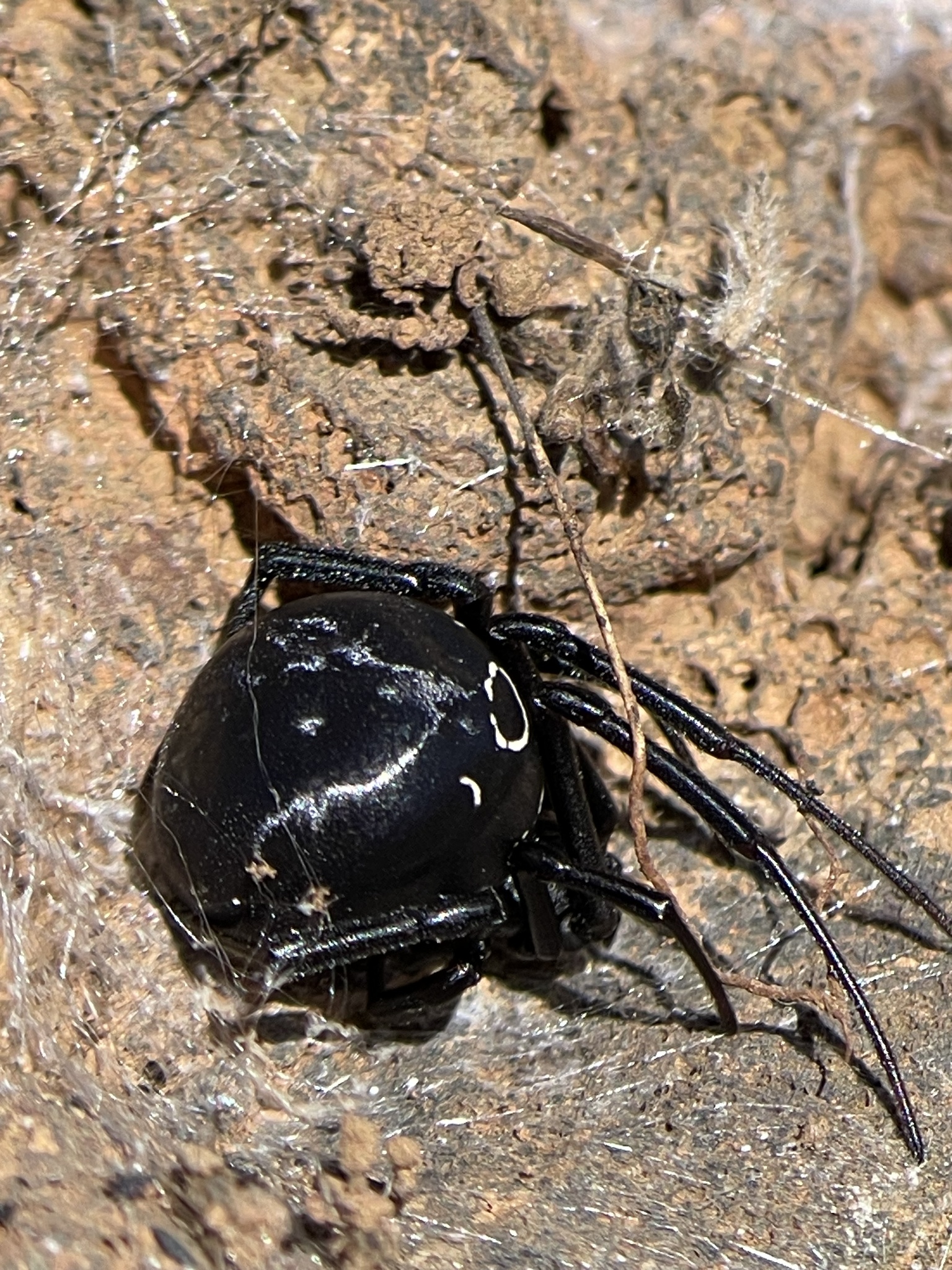 Viuda negra europea