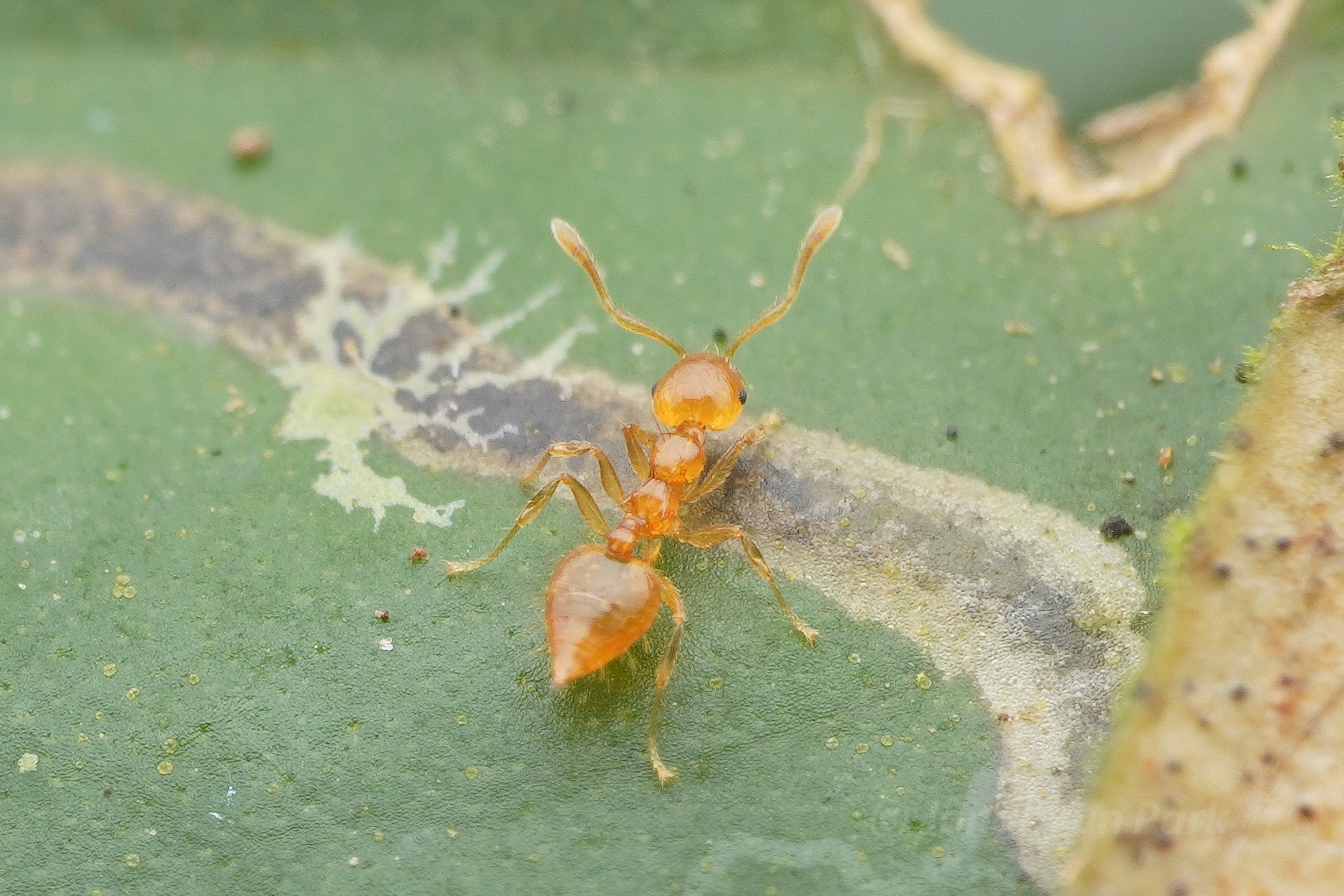 Crematogaster philippinensis