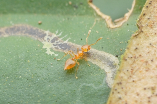 Crematogaster philippinensisCrematogaster philippinensis