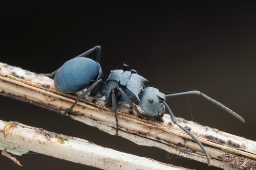Polyrhachis cyaniventris