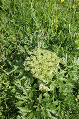 Agasyllis latifolia