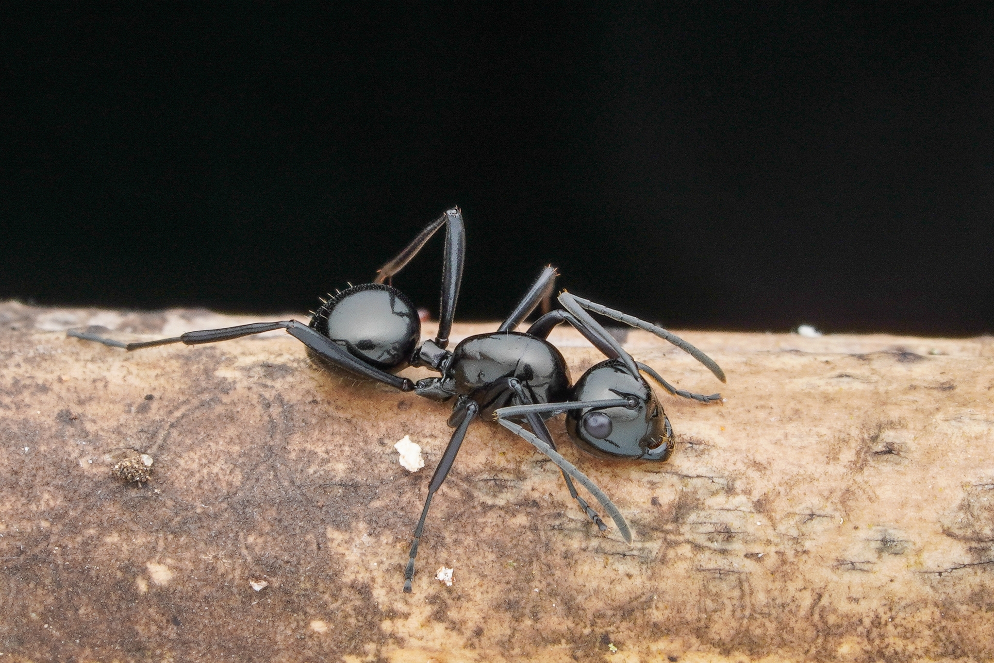 Polyrhachis semiinermis
