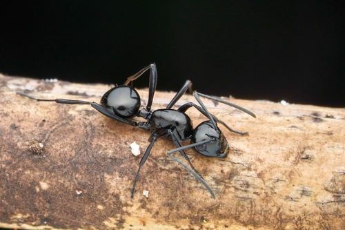 Polyrhachis semiinermisPolyrhachis semiinermis