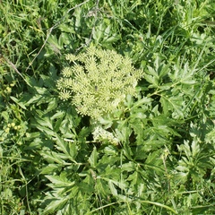 Agasyllis latifolia