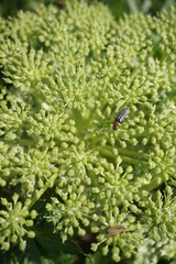 Agasyllis latifolia