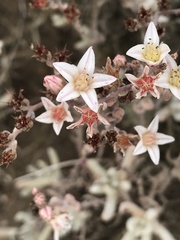 Dudleya attenuata