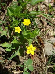 Lysimachia nemorum