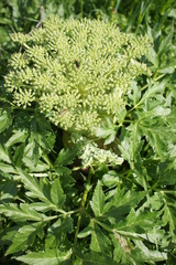 Agasyllis latifolia