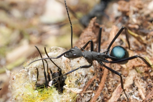 Polyrhachis tubifexPolyrhachis tubifex