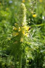 Pedicularis condensata
