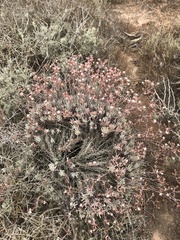 Dudleya attenuata