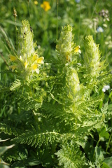 Pedicularis condensata