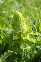 Pedicularis condensata