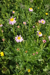 Tanacetum coccineum