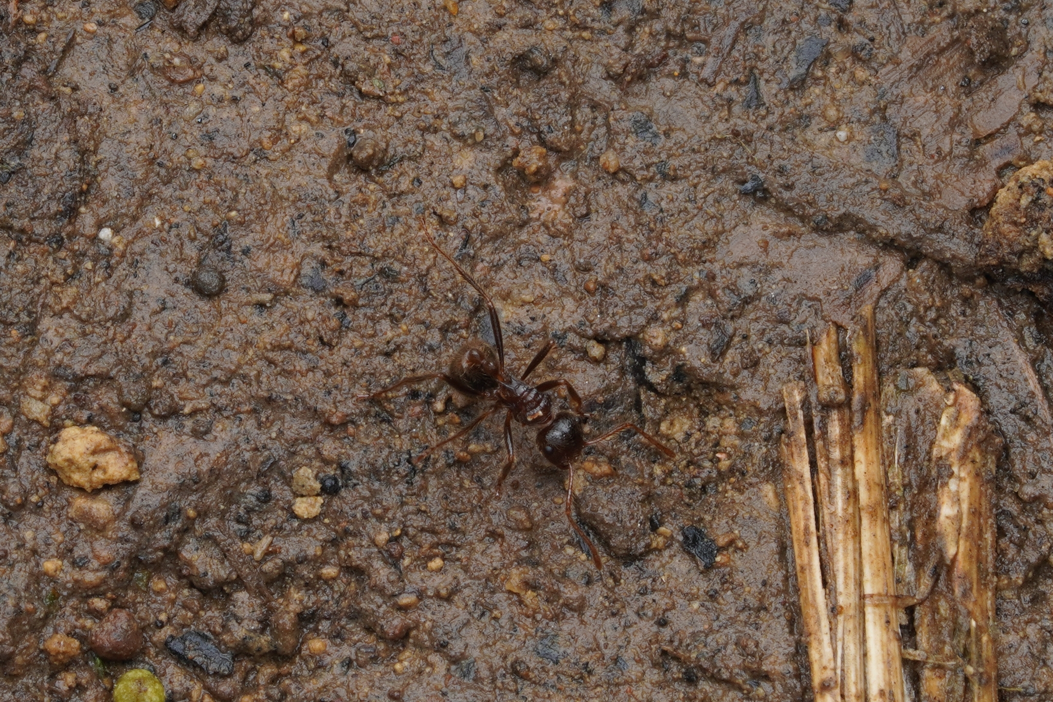 Myrmicaria transversa