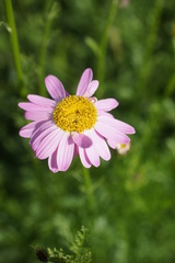 Tanacetum coccineum