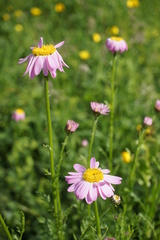 Tanacetum coccineum