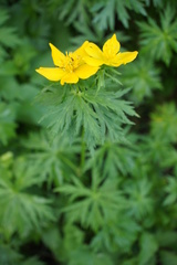 Trollius ranunculinus