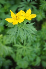 Trollius ranunculinus