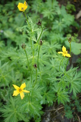 Trollius ranunculinus