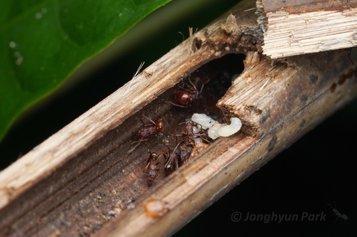 Tetramorium aspersum