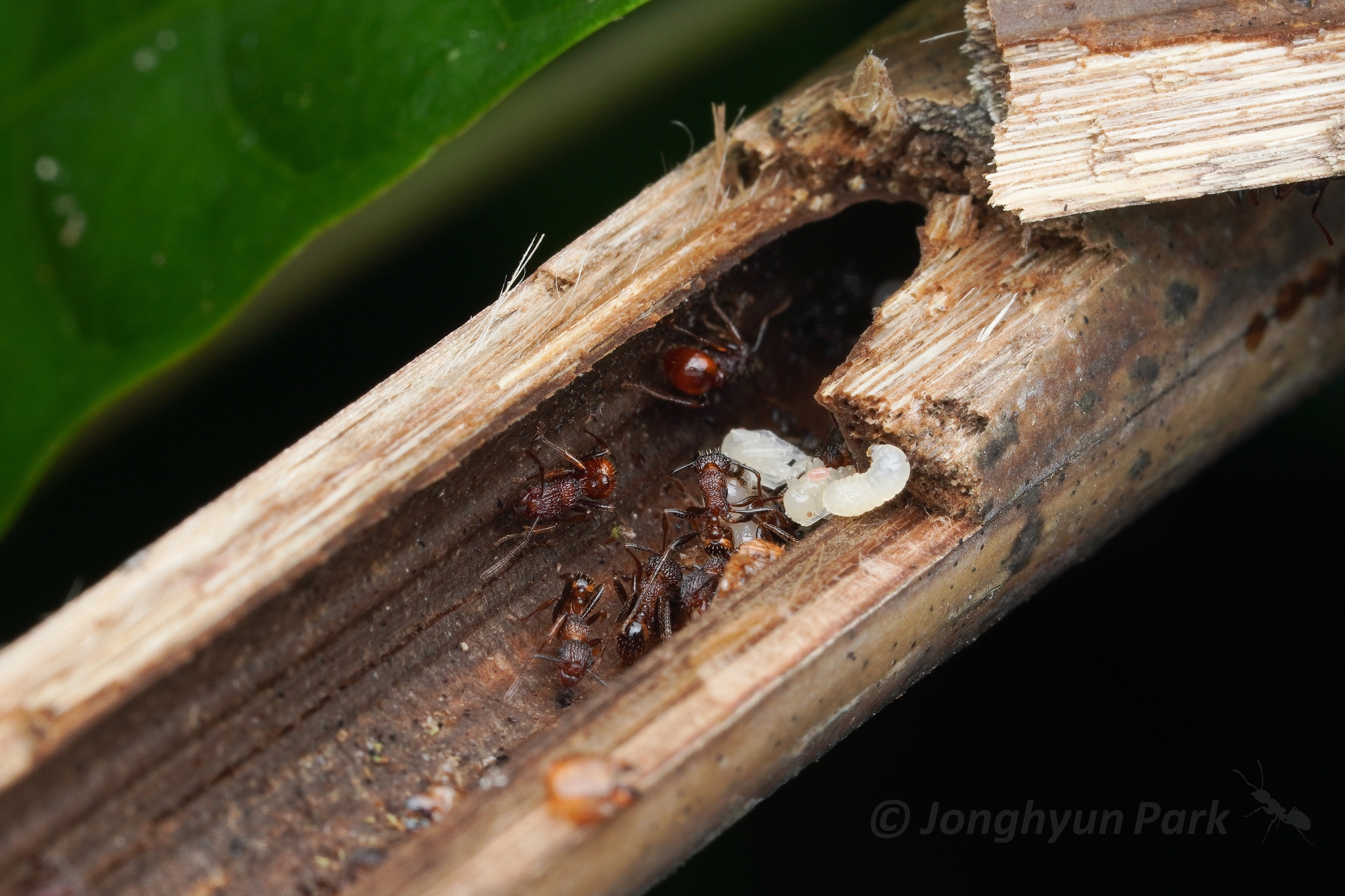 Tetramorium aspersum