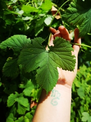 Humulus