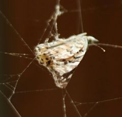 Vanessa cardui