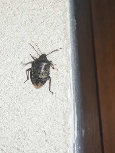 Rhaphigaster nebulosa