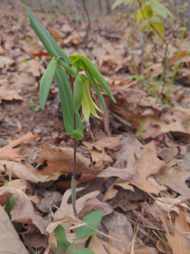 Foto de Uvularia