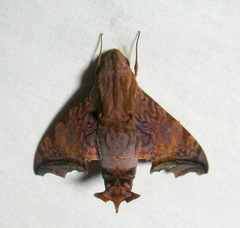 Nyceryx riscus