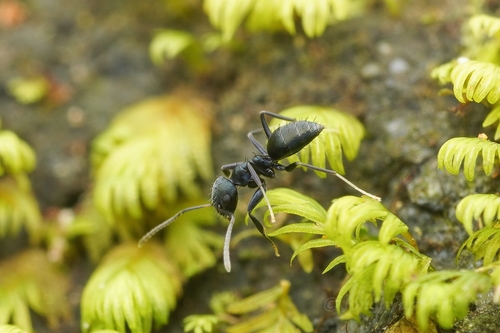 Paraparatrechina iridescensParaparatrechina iridescens