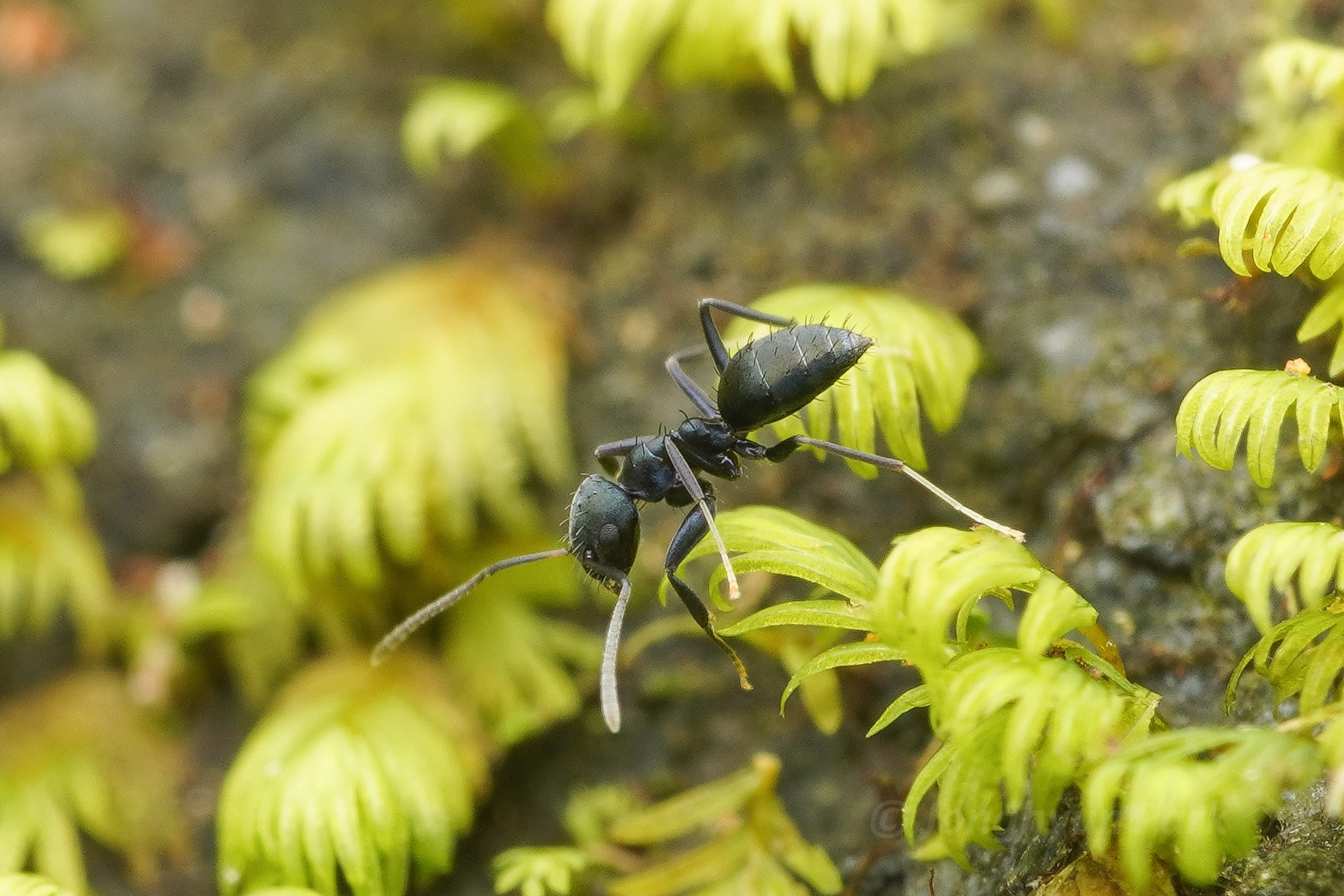 Paraparatrechina iridescens