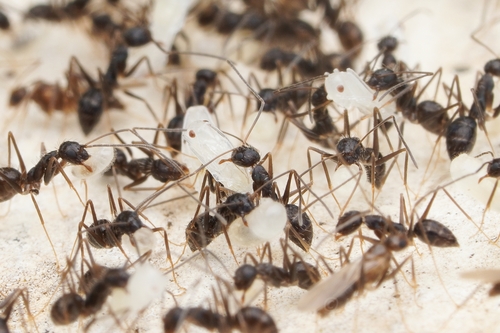 Longhorn crazy ant