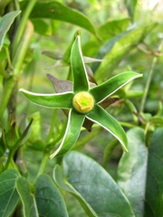 Gonolobus stenanthus