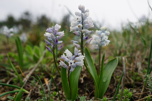 Image of Hyacinthella leucophaea by (c) xulescu_g, some rights reserved (CC BY-SA)
