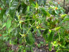 Gonolobus stenanthus