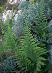 Dryopteris pallida