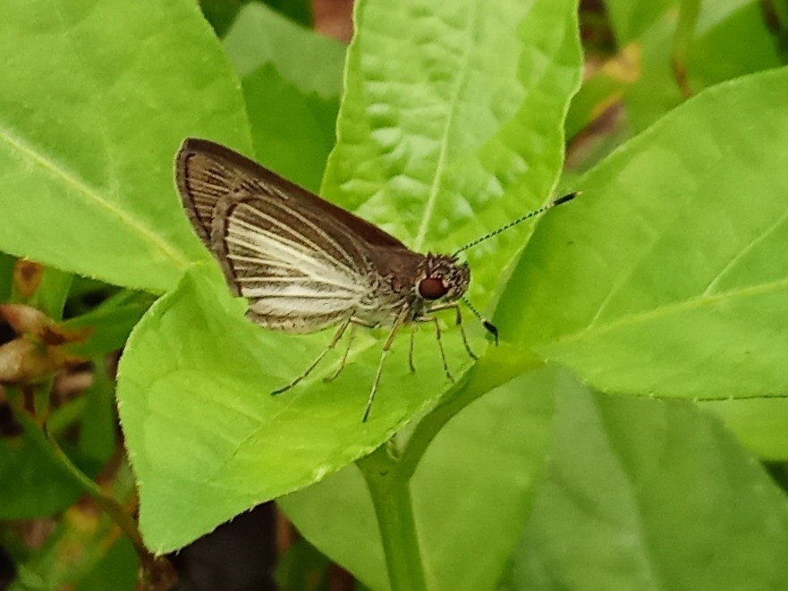 Cymaenes macintyrei